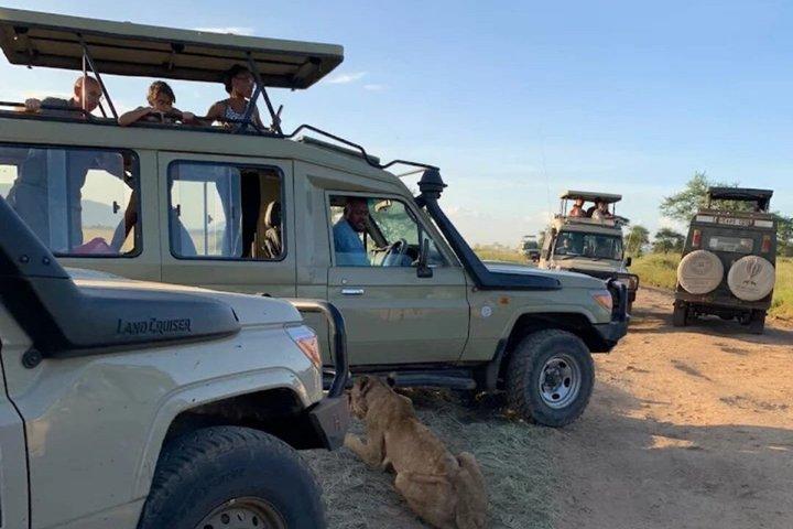 3 giorni Maasai Mara Big Five Grande esperienza degli gnu