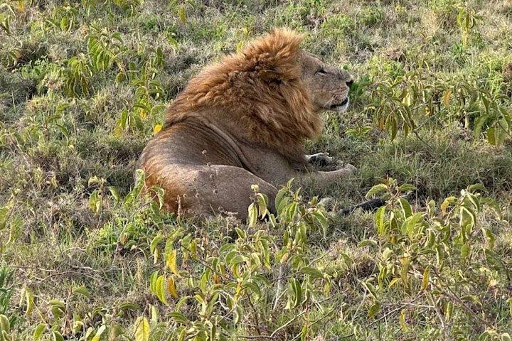 3日間シェア・マサイマラ・サファリ：ビッグファイブと野生動物