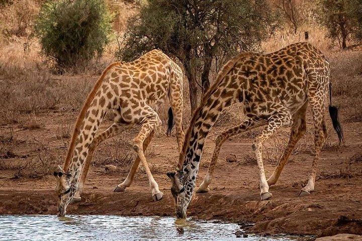 3日間シェア・マサイマラ・サファリ：ビッグファイブと野生動物