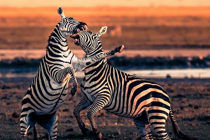 3日間シェア・マサイマラ・サファリ：ビッグファイブと野生動物