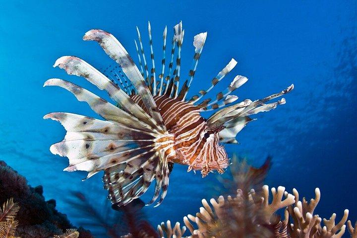 フルガダのマガウィシュ島への豪華クルーズ