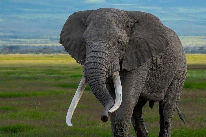 3日間シェア・マサイマラ・サファリ：ビッグファイブと野生動物