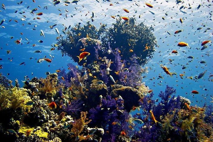 フルガダのマガウィシュ島への豪華クルーズ