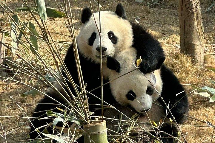 Chengdu Panda Base Halbtägige private Tour
