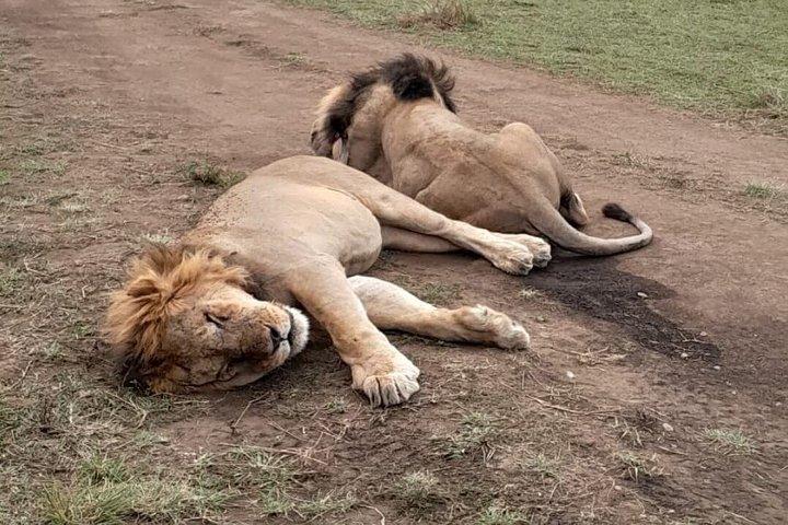 3日間シェア・マサイマラ・サファリ：ビッグファイブと野生動物