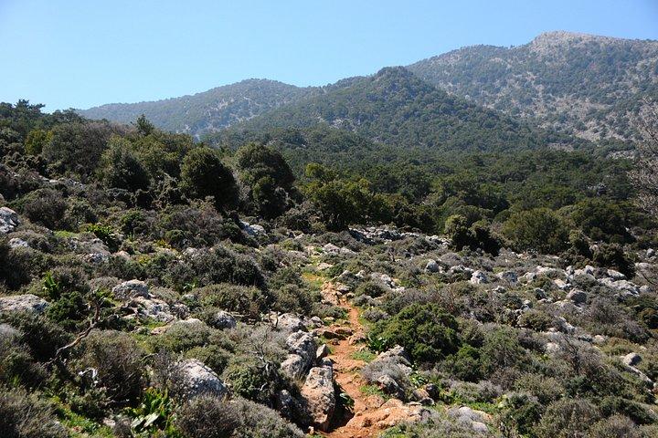 クレタ島 : Kroustas Forest Guided Hiking & Beach Swim