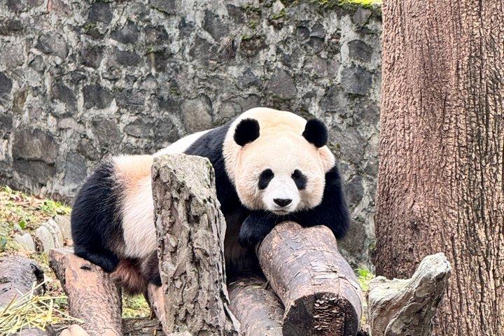 Pandas Dujiangyan y Sistema de Riego UNESCO Experiencia Privada