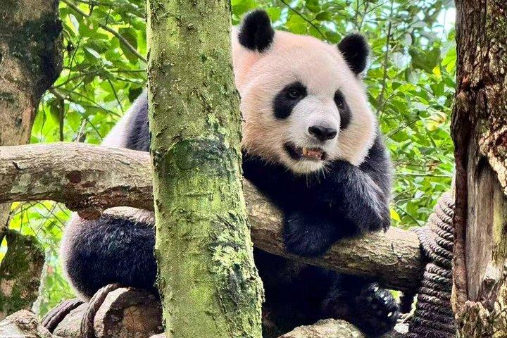 Dujiangyan Pandas e UNESCO Irrigation System Experiência privada