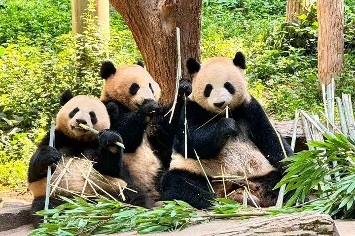 Dujiangyan Pandas e UNESCO Irrigation System Experiência privada