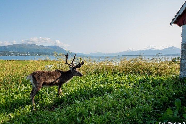 Privat tur til Grotfjord