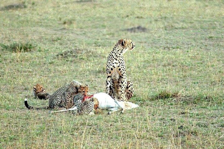 3 Day Maasai Mara Group Safari Big Five Adventure from Nairobi