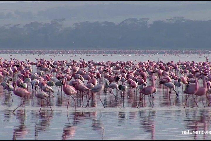 ナイロビ4WDからナクル湖日帰りツアー