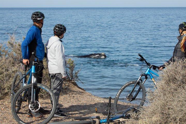 Excursion à vélo pour observer les baleines à la plage de Doradillo