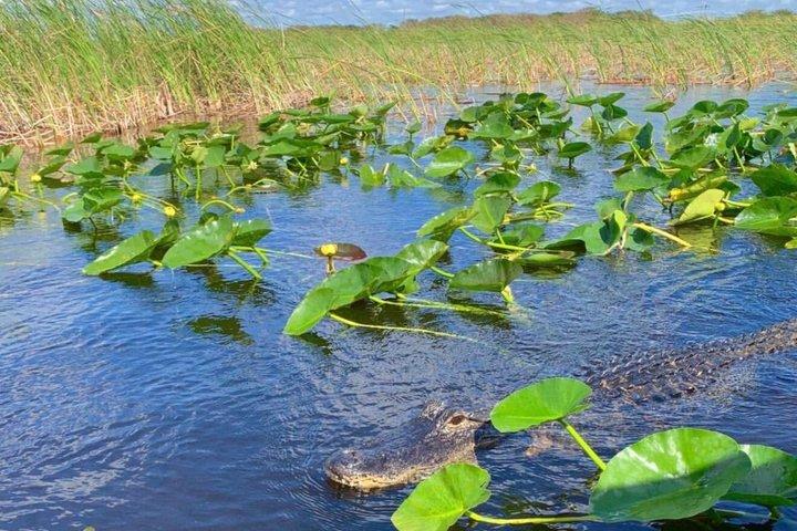 Everglades Airboat Safari Adventure com transporte