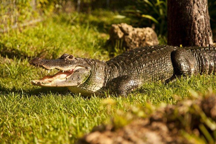 Everglades Airboat, Wildlife Exhibition, e ônibus de ida e volta de Miami