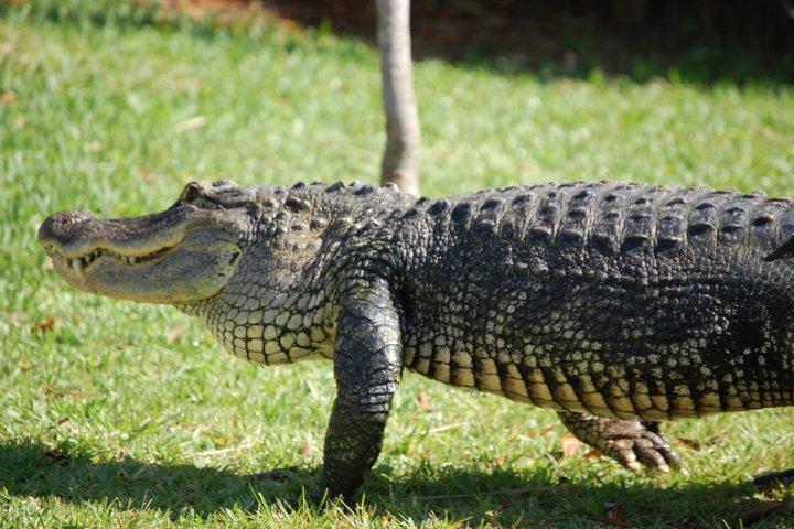 Best of Miami : エバーグレーズ、ベイクルーズ、オープントップバスツアー