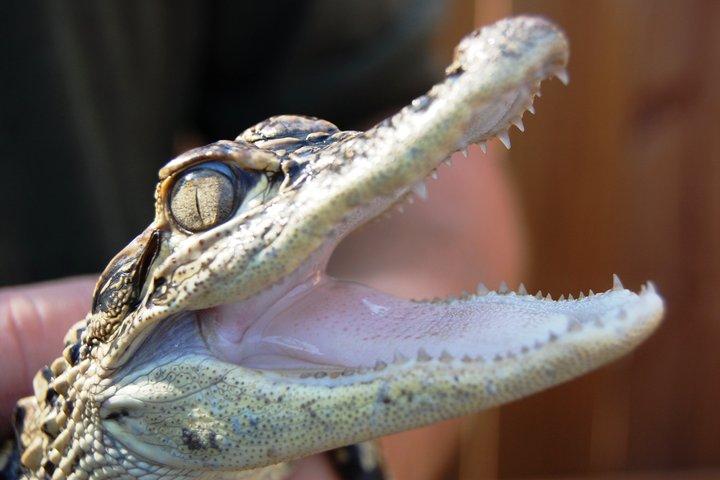 エバーグレーズ・エアボート、野生動物展示、マイアミからの往復バス