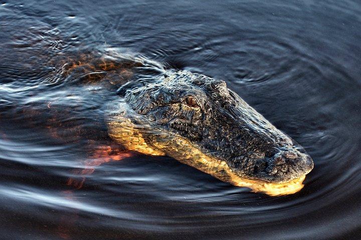 エバーグレーズ・エアボート、野生動物展示、マイアミからの往復バス