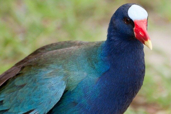 エバーグレーズ・エアボート、野生動物展示、マイアミからの往復バス