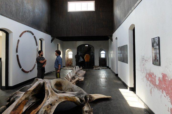 シーサイドハイキング～ファロ・サン・イシドロ・プンタ・アレナス日帰りツアー