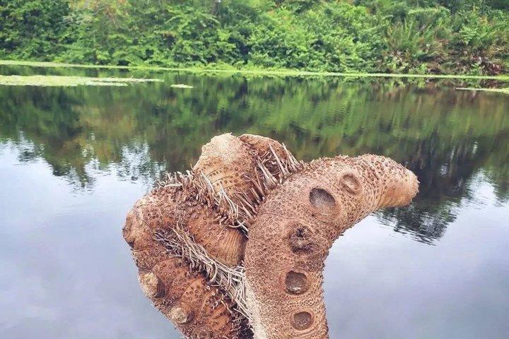 カフイタ自然散歩