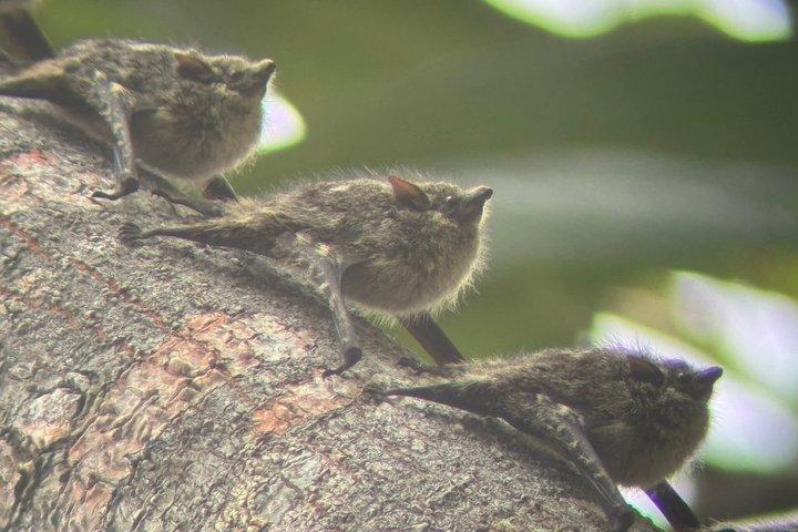 カフイタ自然散歩