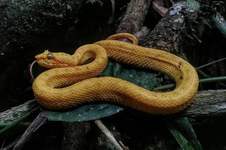 カフイタ自然散歩