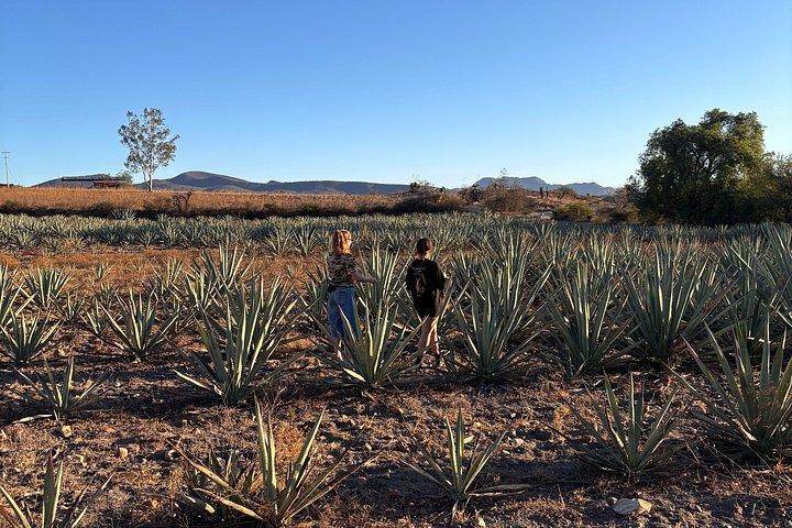 Authentic Mezcal Experience Oaxaca Small Group Local Producers