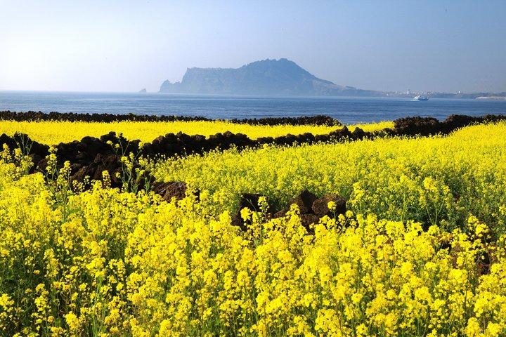 クルーズ乗客のための済州海岸小旅行：ユネスコ＆ハイライト