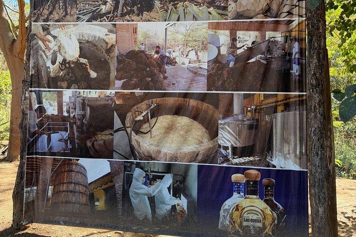Half Day Tequila Distillery Tour