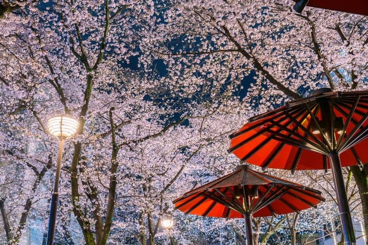 Tokyo Cherry Blossom Night Tour – Private Yozakura Experience