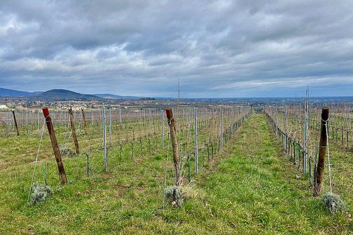 From Lyon: Beaujolais Signature Experience Wine
