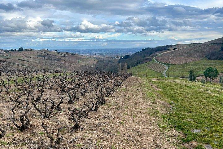 From Lyon: Beaujolais Signature Experience Wine