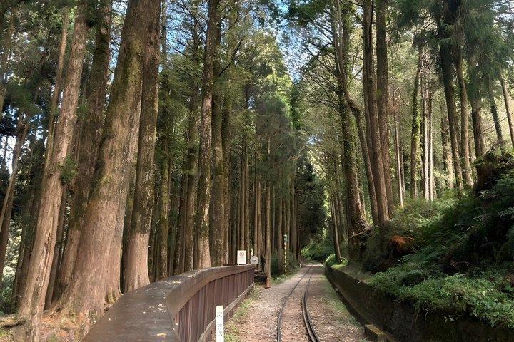 Alishan Join-in Day Tour from Kaohsiung (Incl. Park Entrance)