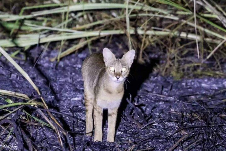 Minneriya Nachtsafari mit Grillabendessen und Cocktail