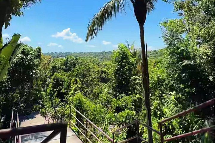 Private Tour in the Science Forest in Manaus