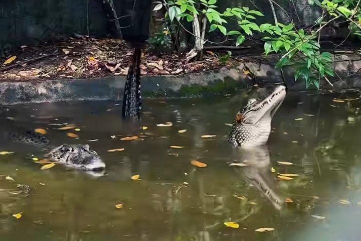 Private Tour in the Science Forest in Manaus
