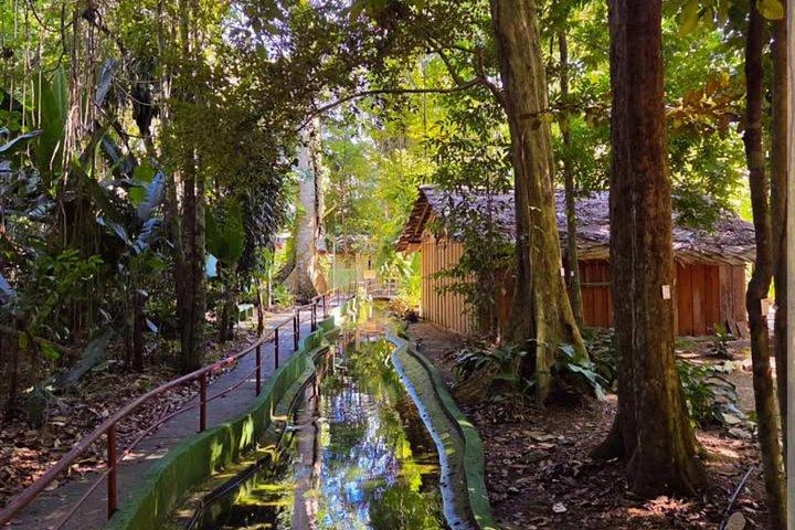 Private Tour in the Science Forest in Manaus