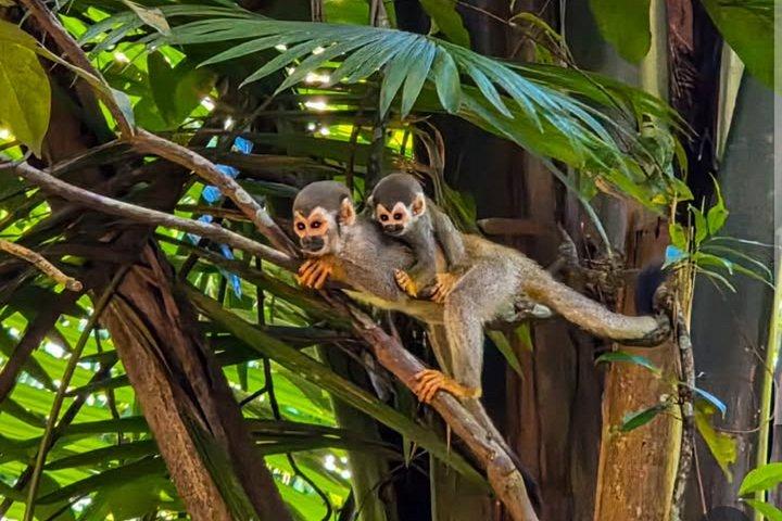Private Tour in the Science Forest in Manaus