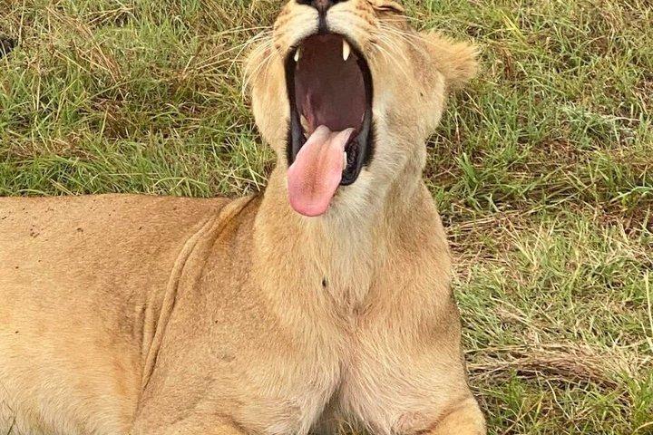 3 jours Maasai Mara avec hébergement