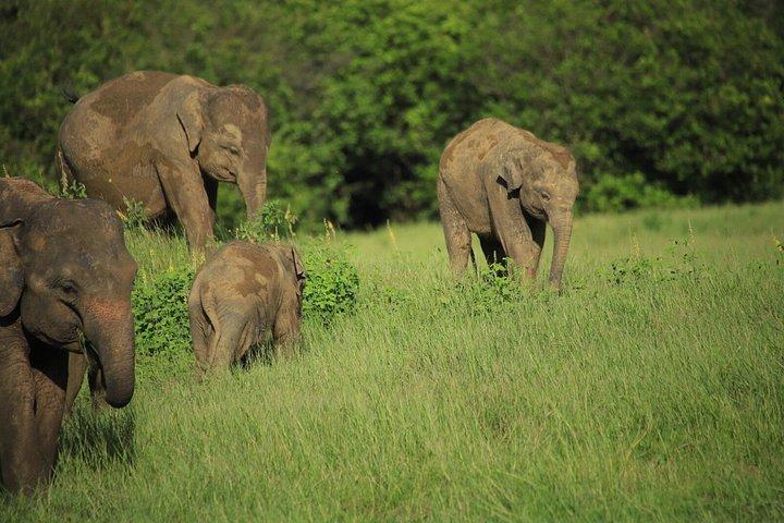 ミネリヤ国立公園でのプライベートジープサファリで象を見る