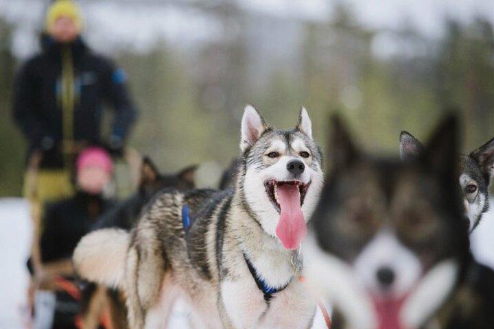 Santa Claus Village: Husky og Reindeer Combo med Hotel Transfer
