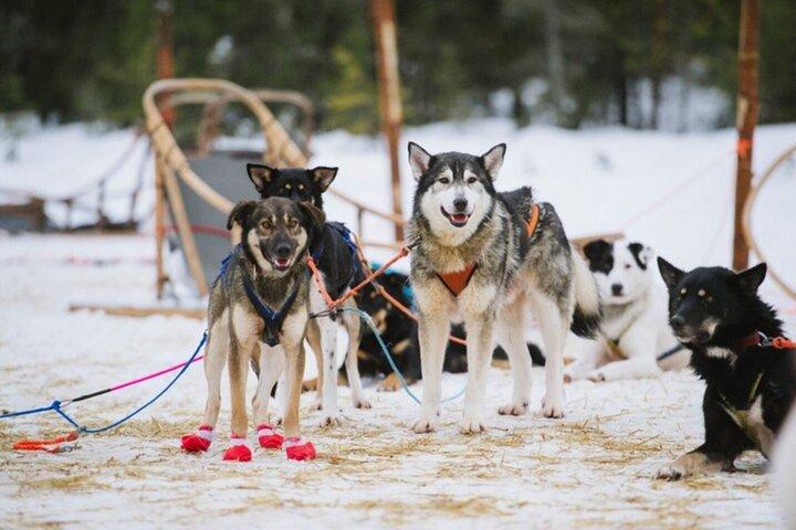 Santa Claus Village: Husky og Reindeer Combo med Hotel Transfer