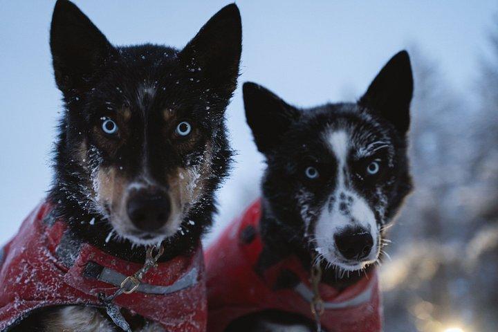 Nulkki Husky-avontuur
