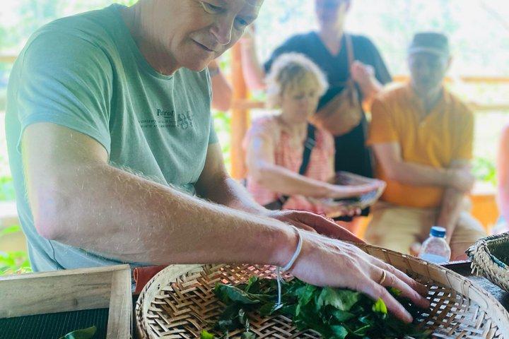 Ella Tea Making Experience Tour With Tasting & Snacks