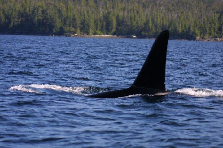 Remote Ketchikan privat båttur