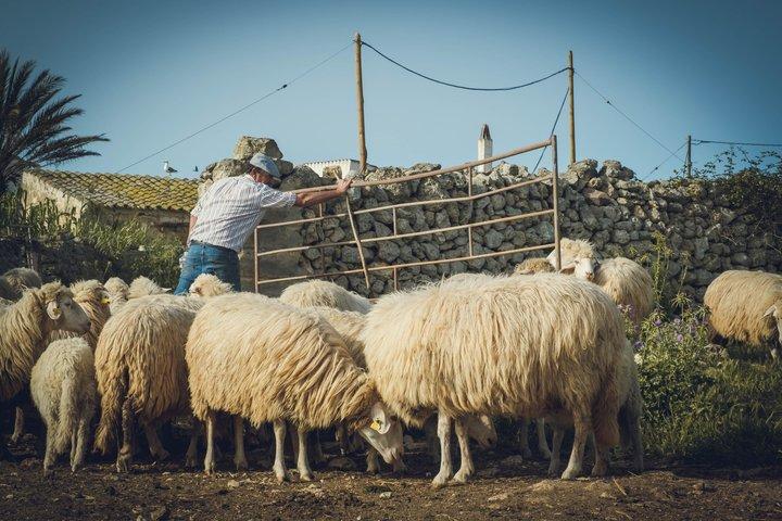 Menorca: Cheesemaking e degustação de produtos frescos