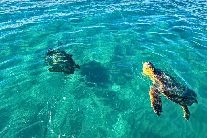 Guarante Turtle Spotting 3 horas Zakynthos nadar e cavernas