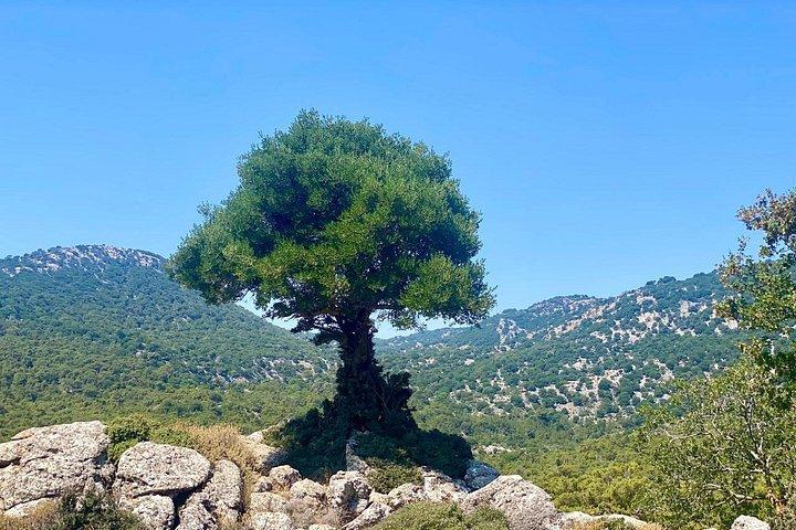 クレタ島 : Kroustas Forest Guided Hiking & Beach Swim