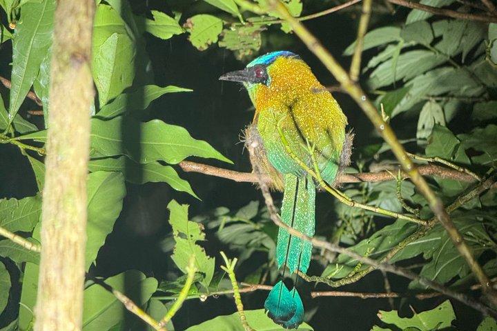 Nigth Tour at Lantana de Monteverde